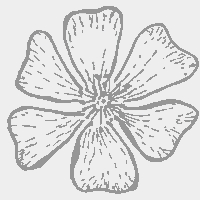 Blume